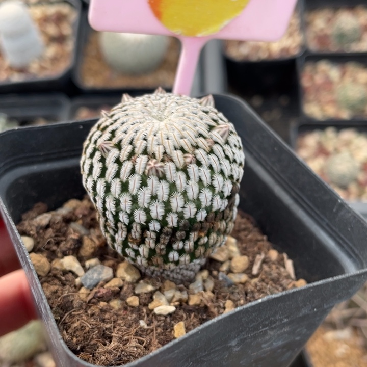 花***袁实生白斜子0223000000