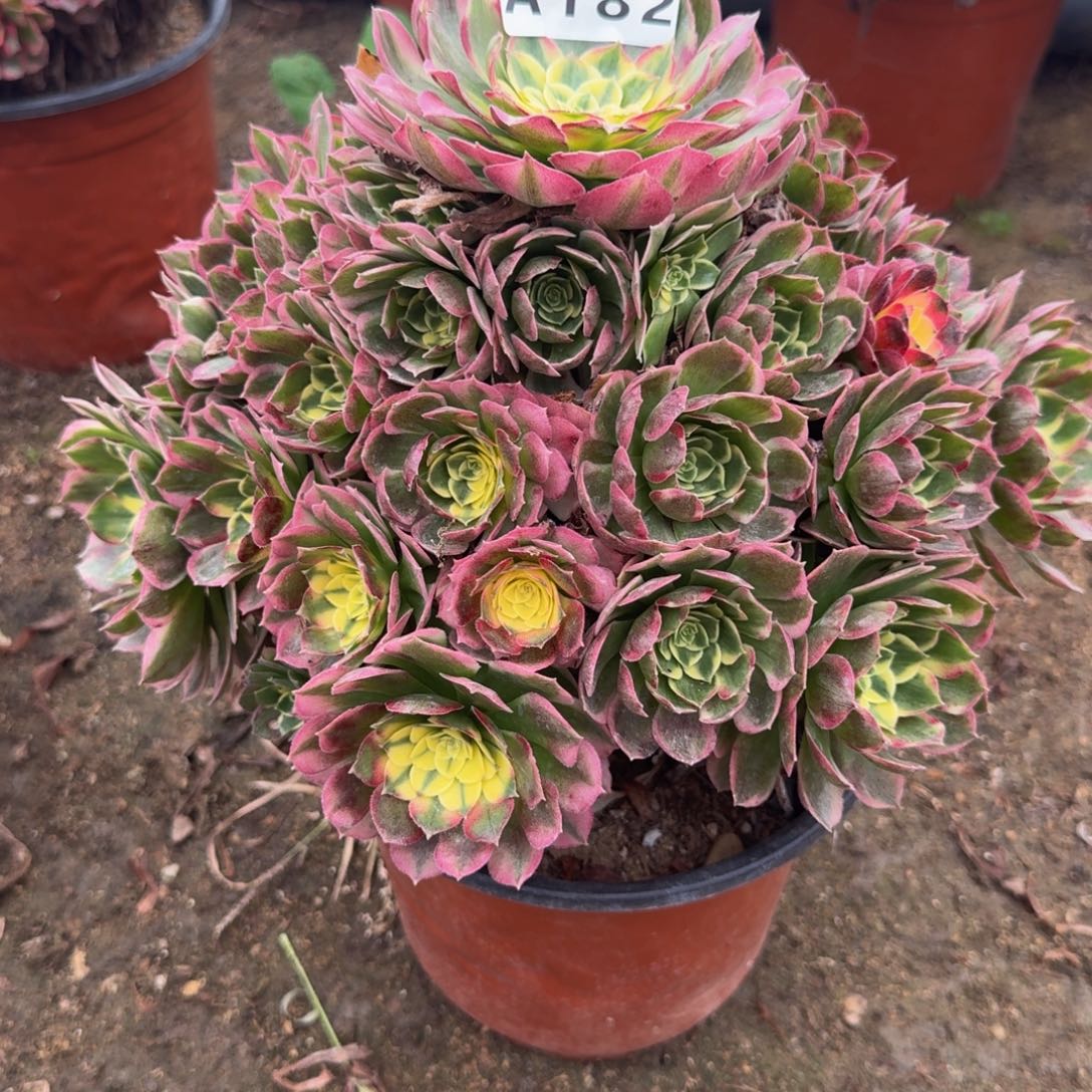 182海王。多肉植物