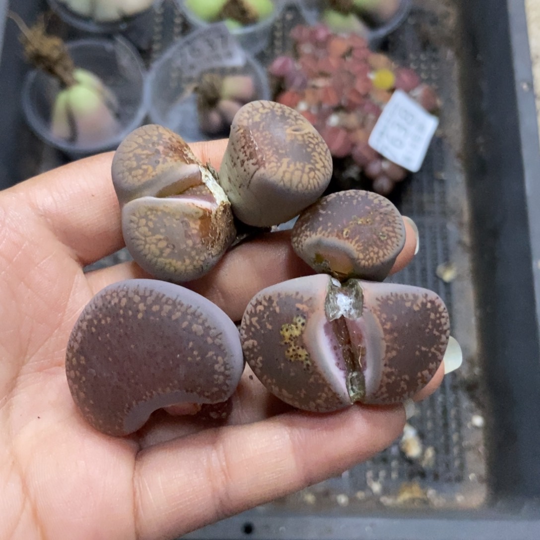 7639特价日轮3颗有疤