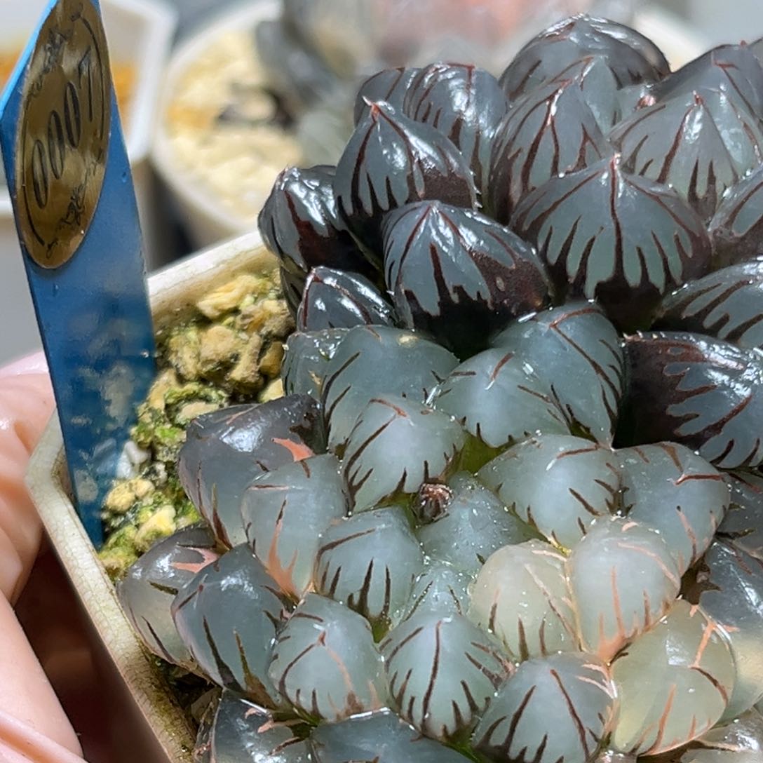 汇***暖恭喜发财大吉大利0007水中月