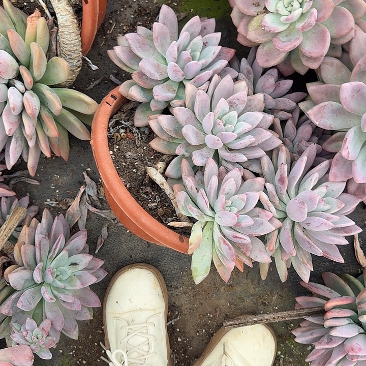 0007娇桩大奥普多肉