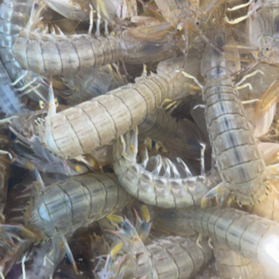 胖子精选 79/2斤 全活虾爬混公母. 正常号（嫌小勿拍）