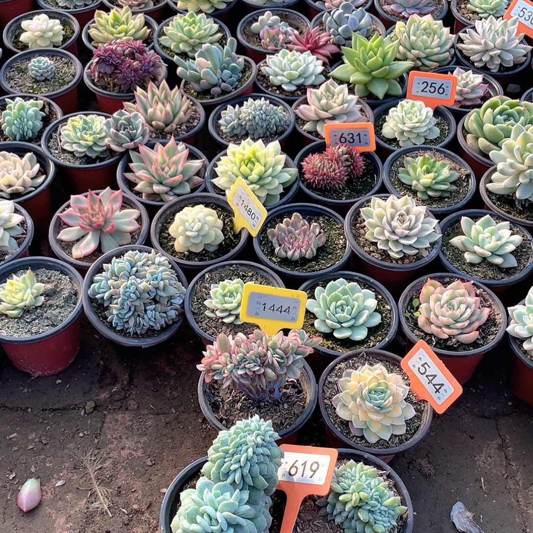 阿***丶619两个一组多肉植物