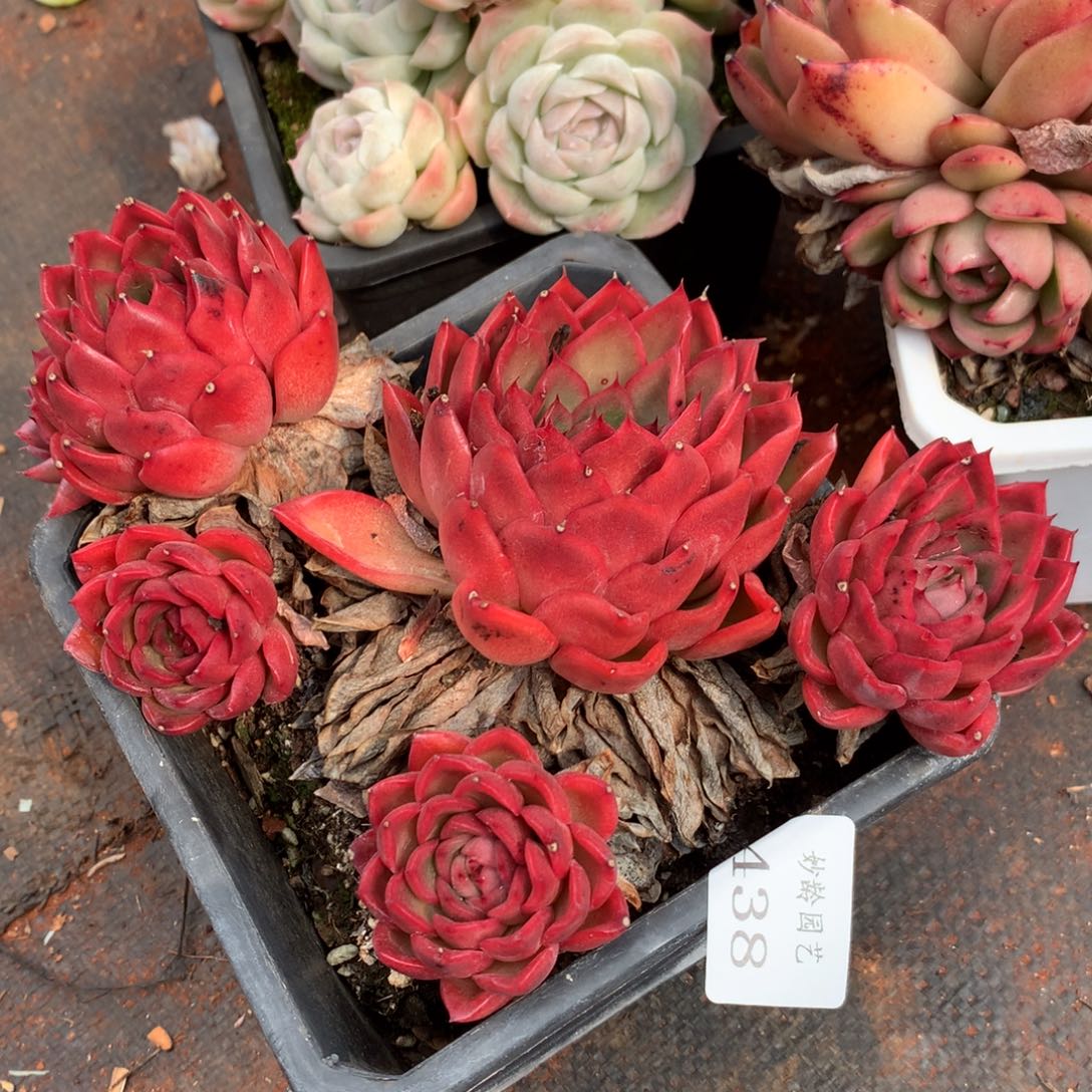 438不包掉头介意别拍