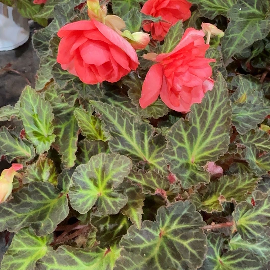 进口一代玛丽宝 球根