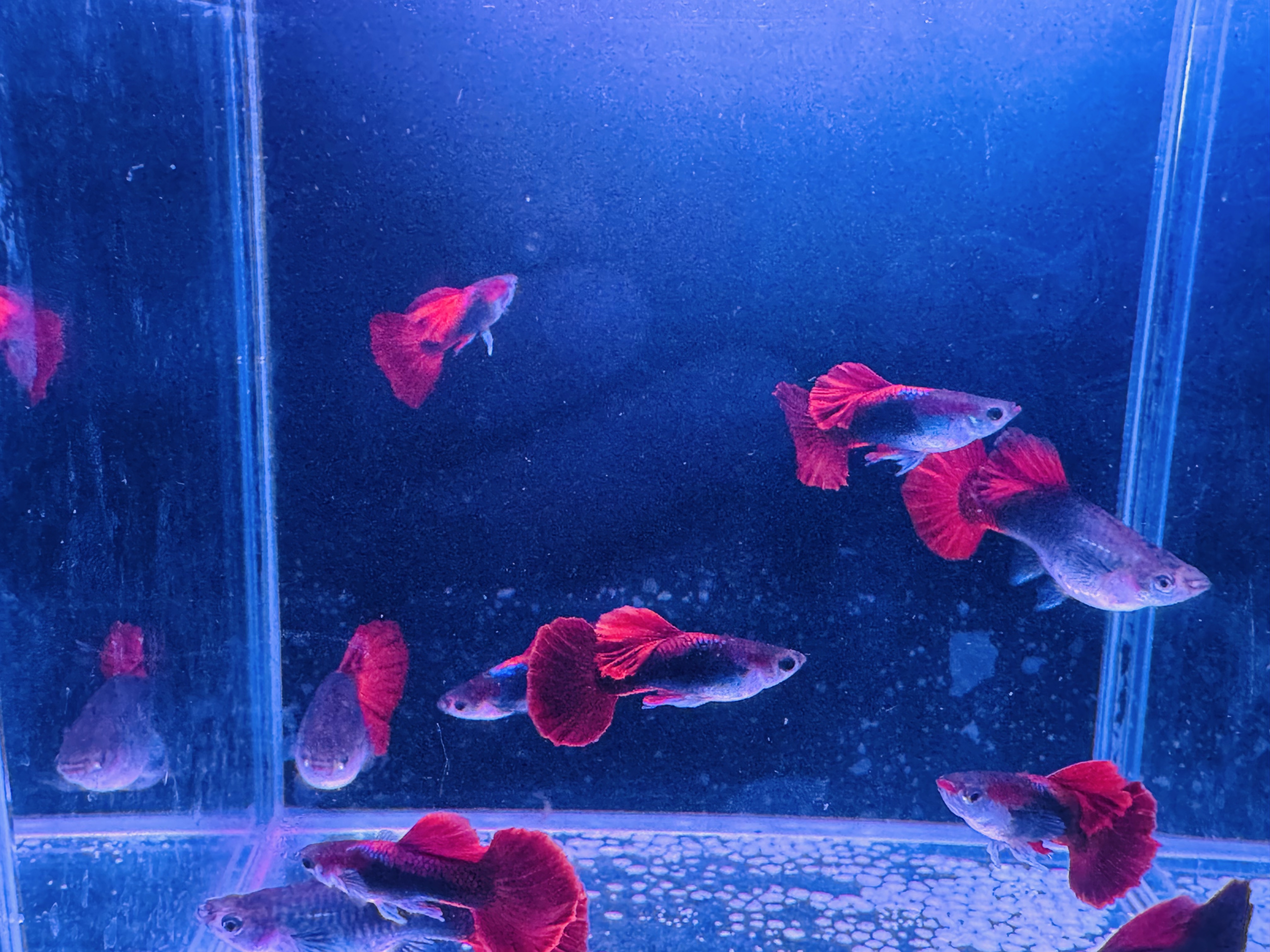 精品菊花翻褶扇孔雀鱼顺丰包邮包路损入缸后不包损