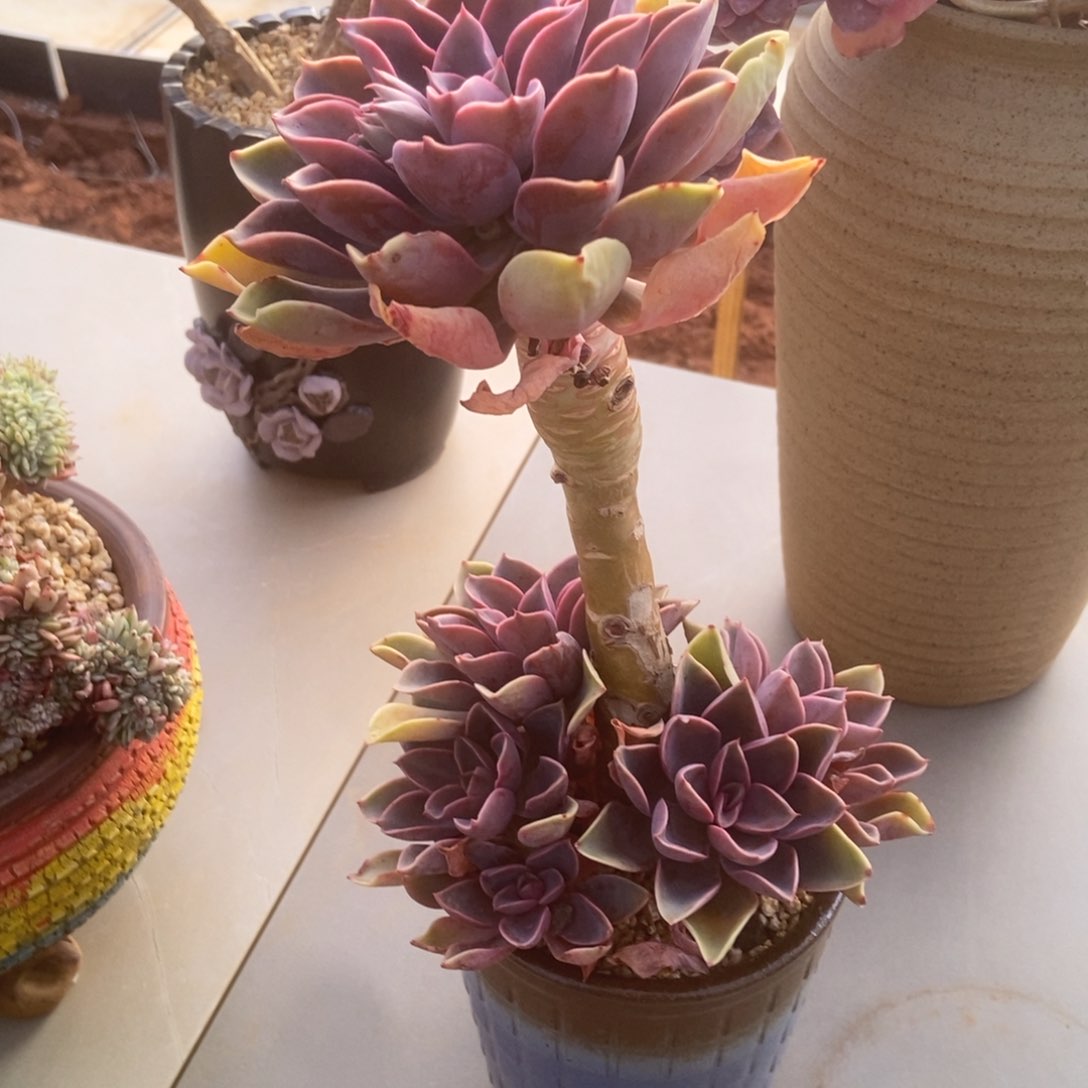 紫气东来多肉多肉多肉多肉