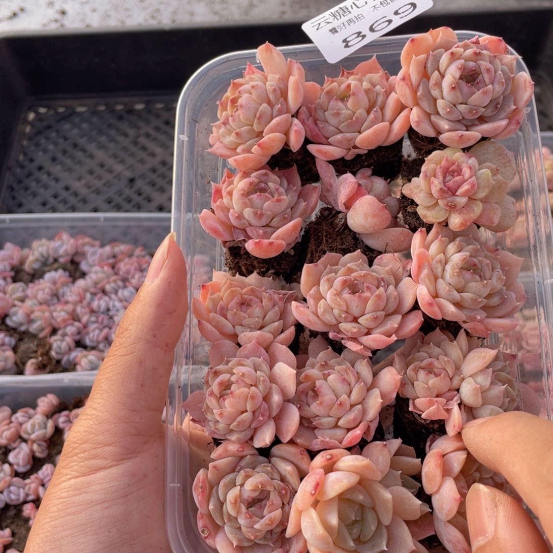 云糖心多肉植物869