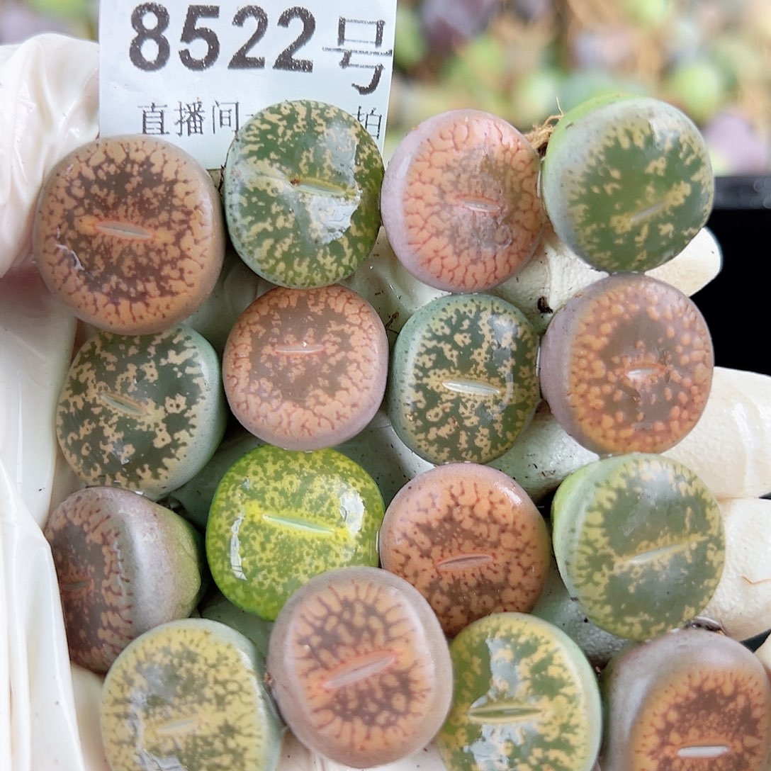 8522 好养易活生石花大母本16个1.5cm左右