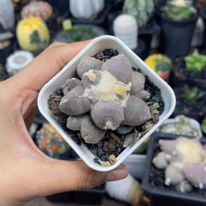 ****成5.5紫皮实生牡丹实生