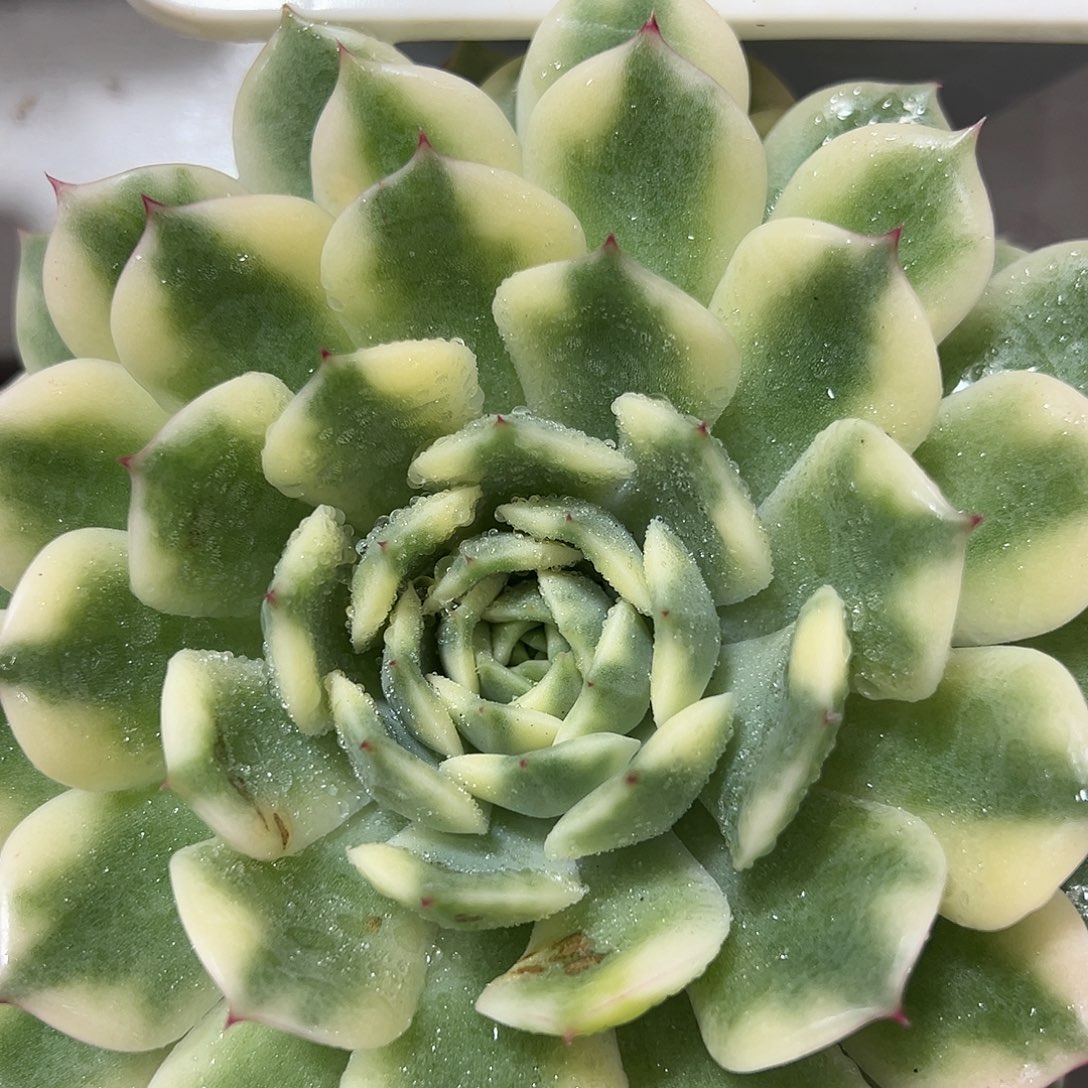 艾丽卡锦大单头多肉