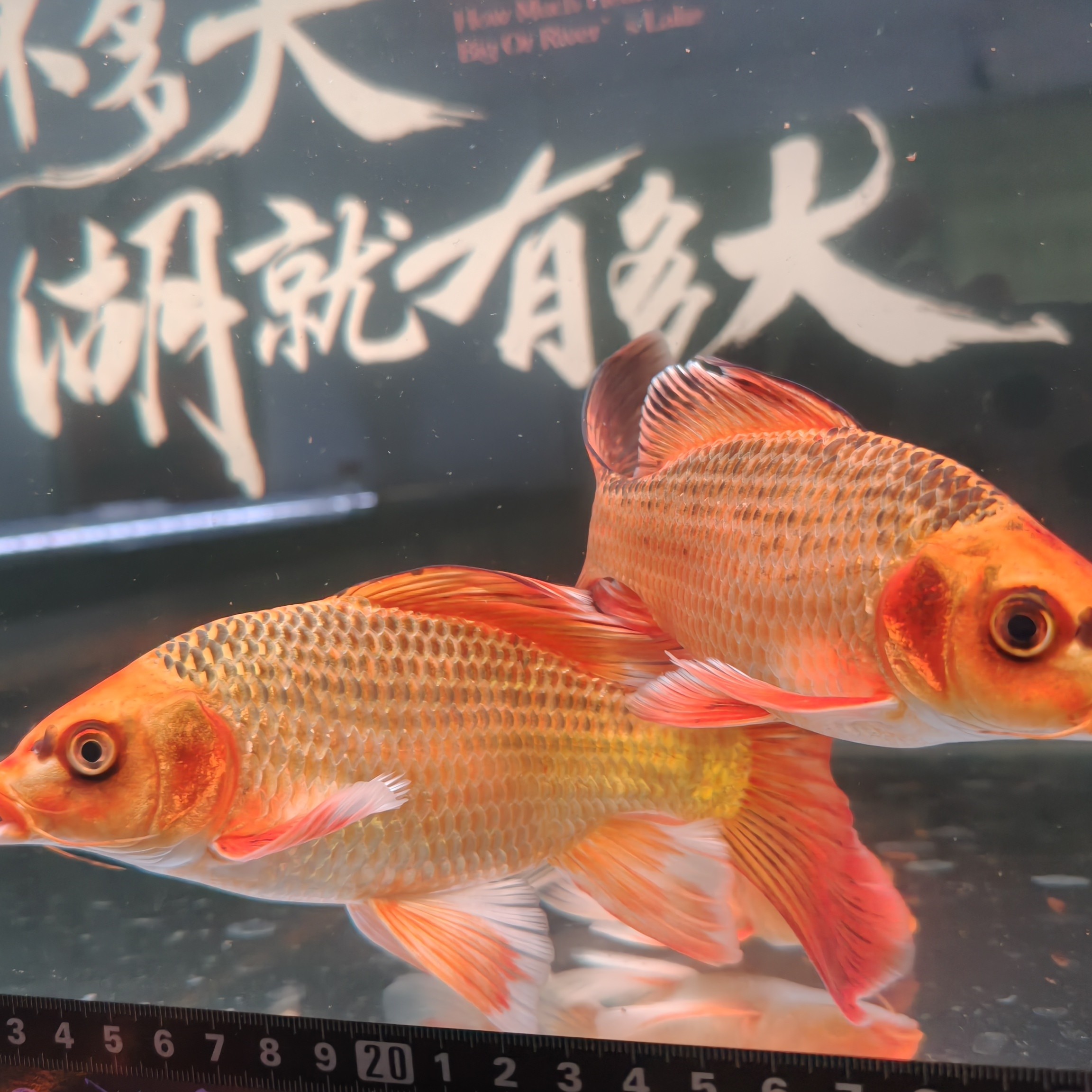 精品蝴蝶鲤红猫、烈焰红猫（可以备注挑大的发）