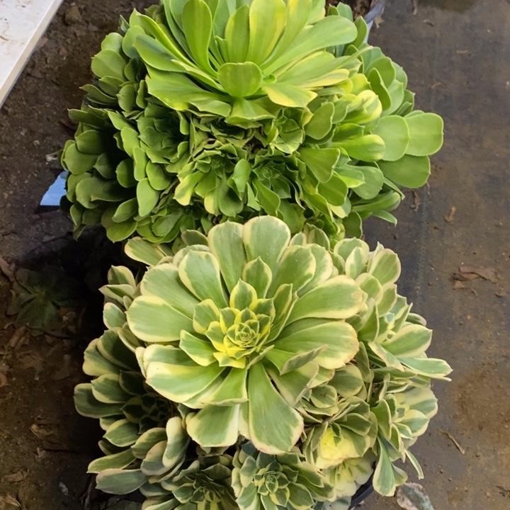 两盆多肉断头不包964