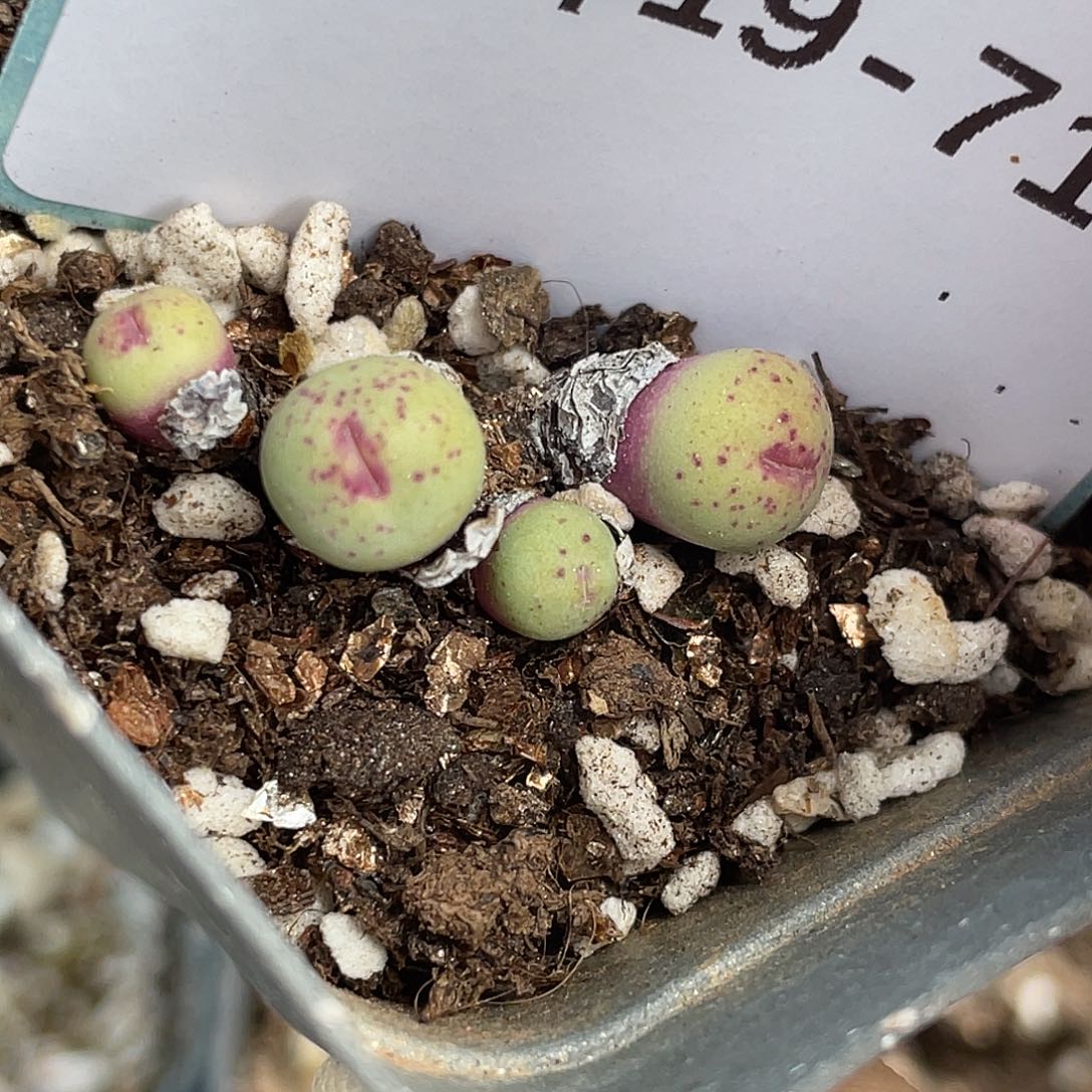 19-71嘴多肉植物肉锥