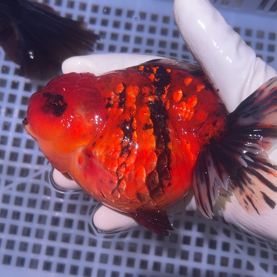 金鱼短尾将军泰狮