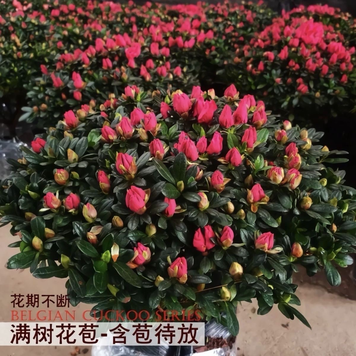【一物一拍】带花苞杜鹃花原盆原土发货四季开花好养阳台庭院花卉