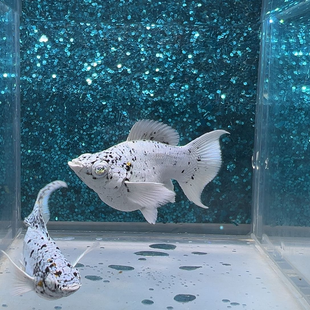 孔雀鱼奶牛玛丽一对0019