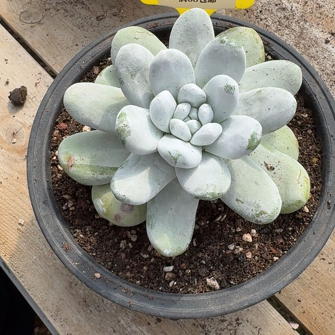 咖***啡多肉植物仙女杯A312