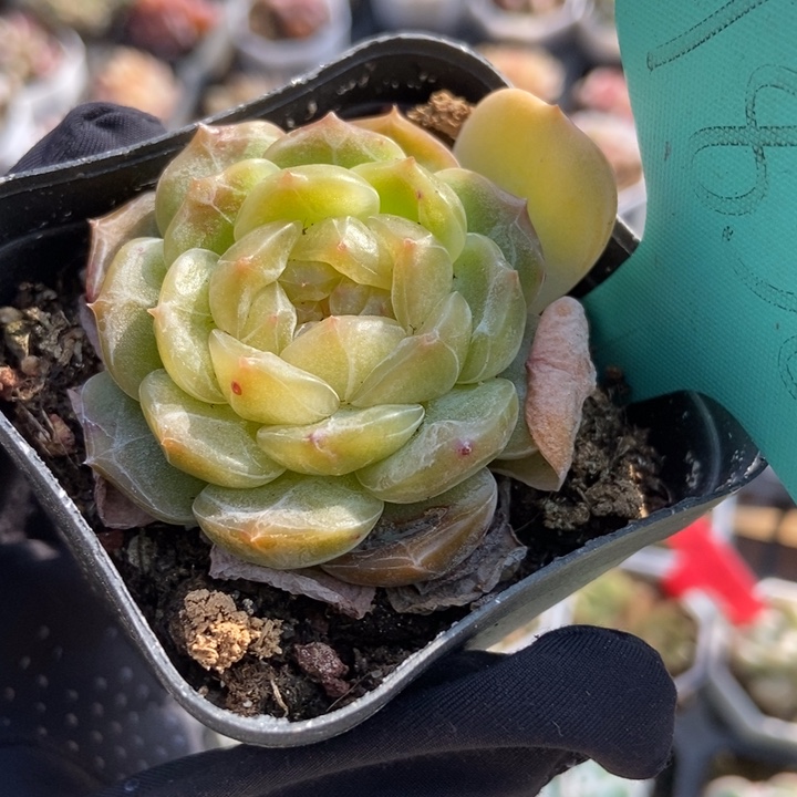 1836白恋多肉植物保护