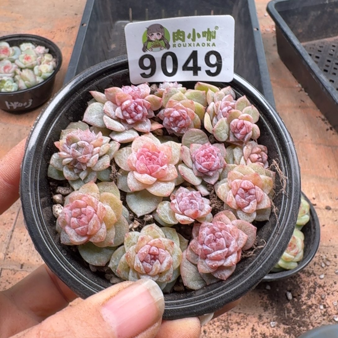 小***微多肉植物多肉植物