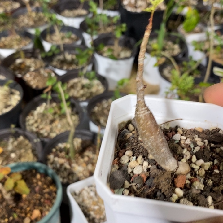 芬***蛮皮皮虾带盆土发货植物