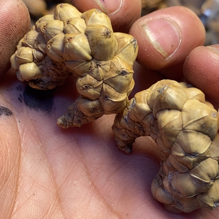 文玩核桃吊坠东北特产114