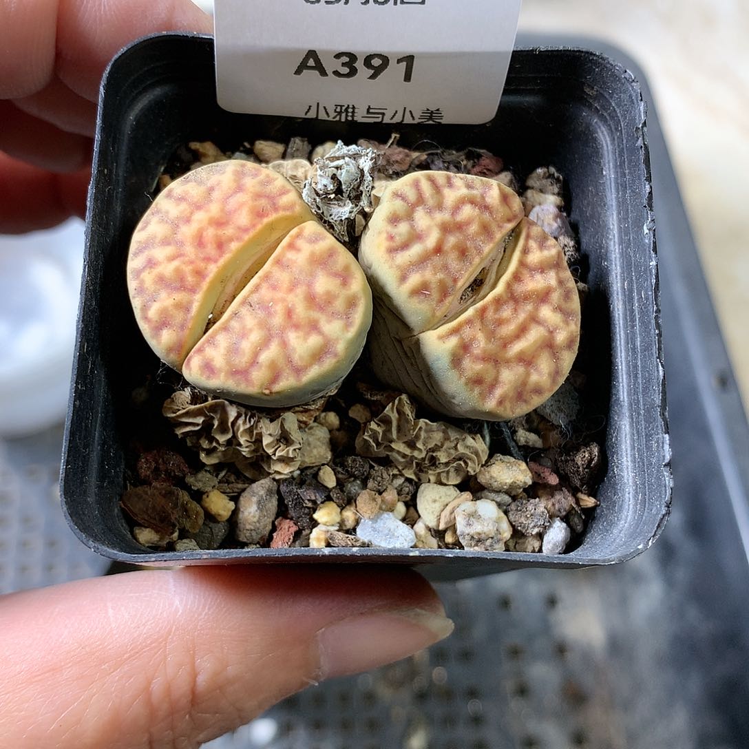 劳****子A391多肉植物保护研究所
