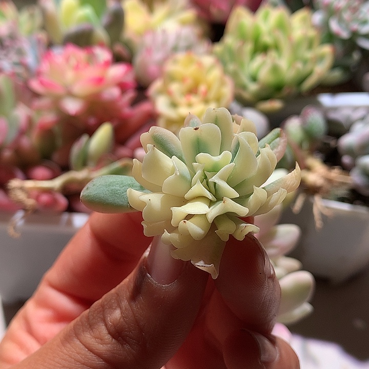 特玉莲锦侧芽腹轮锦
