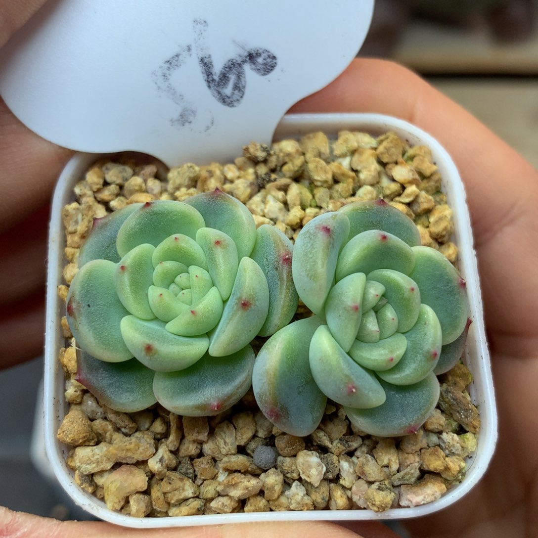 秃子甜心双头560