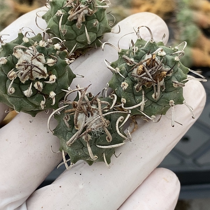 51娇丽升云龙四个一组仙人球