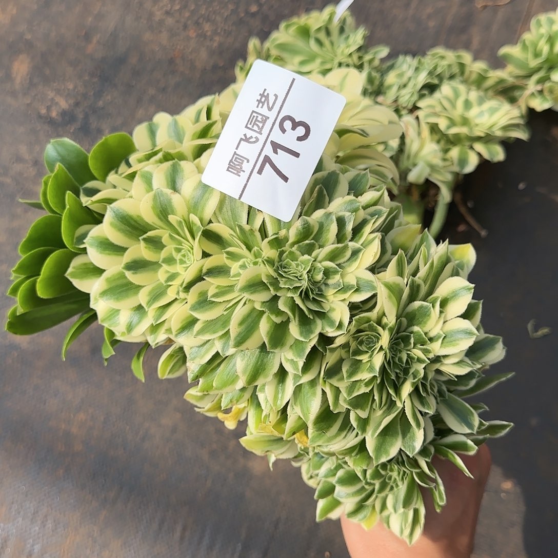 辗**侧713多肉 迈巴赫缀法师