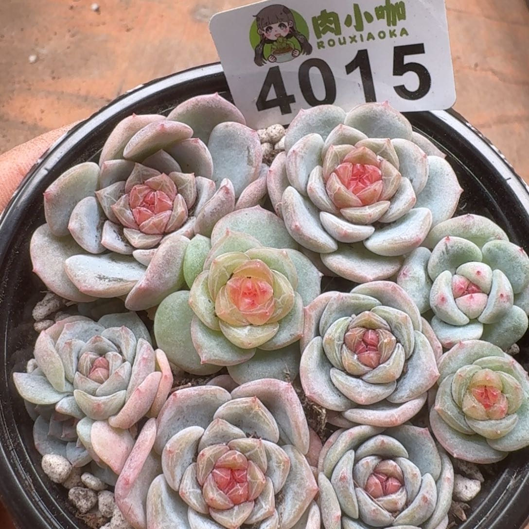 多肉植物多肉植物