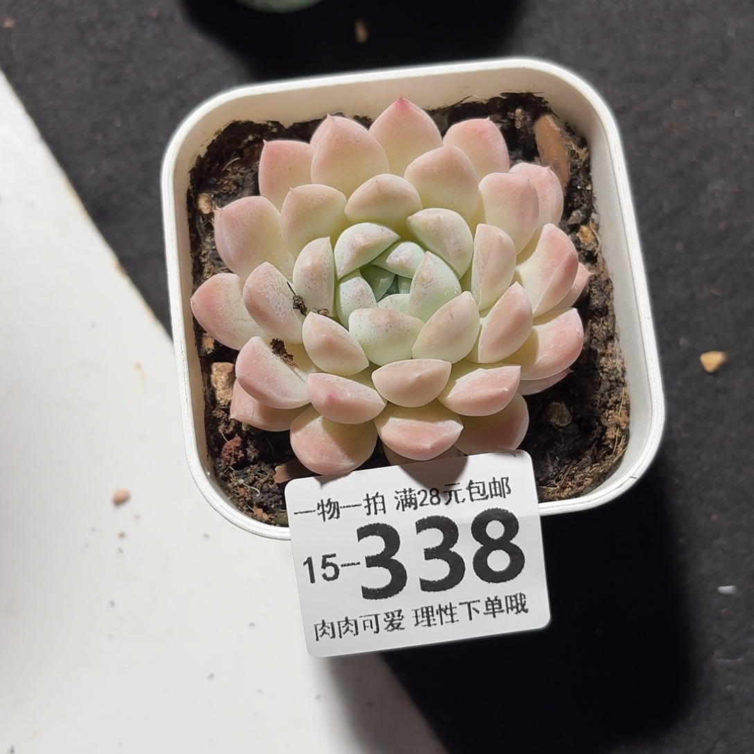 奶油美人无盆土发货无