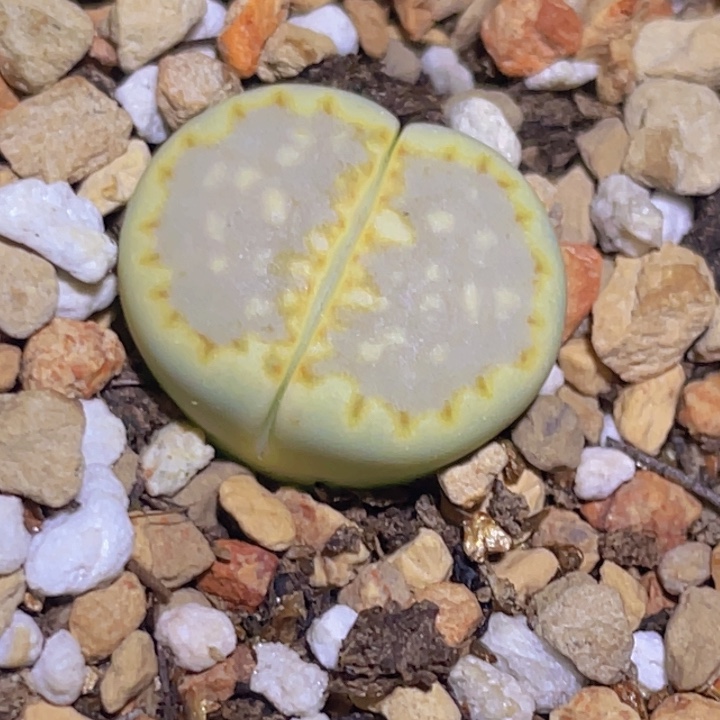 8888808808888888888888