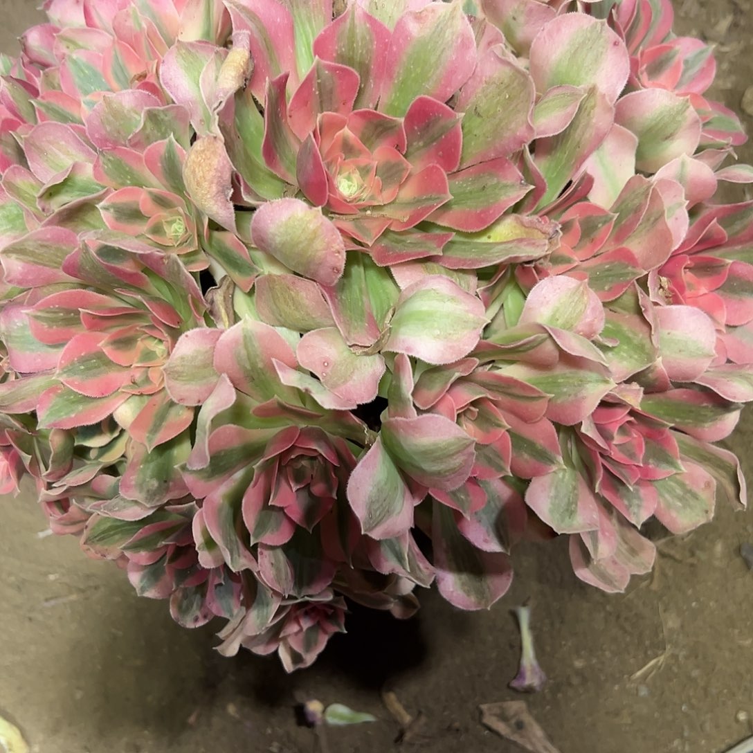 ✿****多399肉植物粉女巫法师