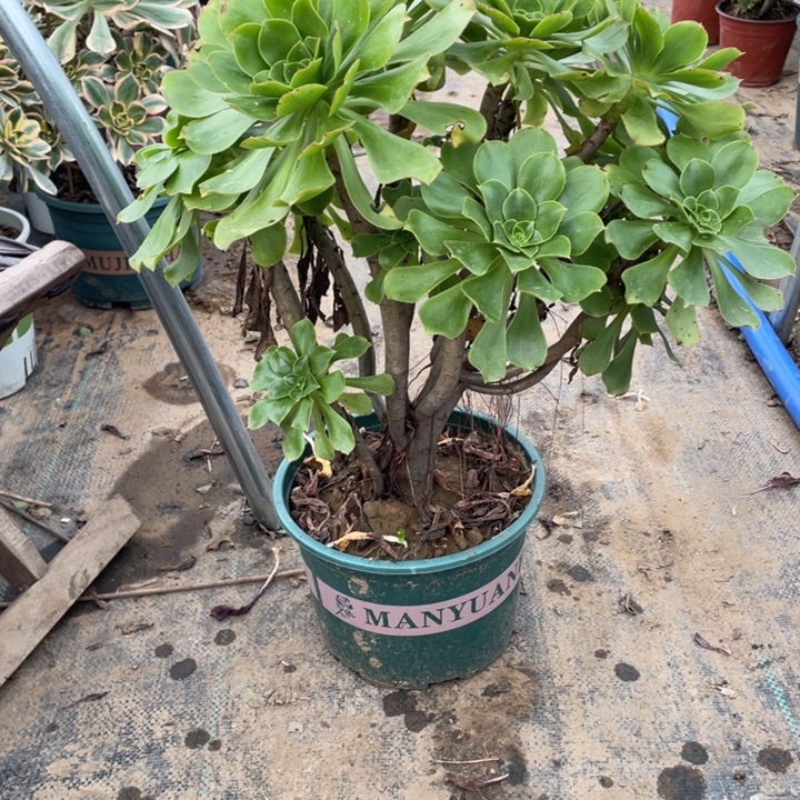 60君美丽多肉植物多肉