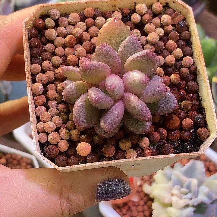 香香雪锦多肉植物