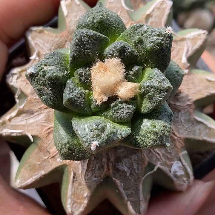 苗接连山牡丹。598号