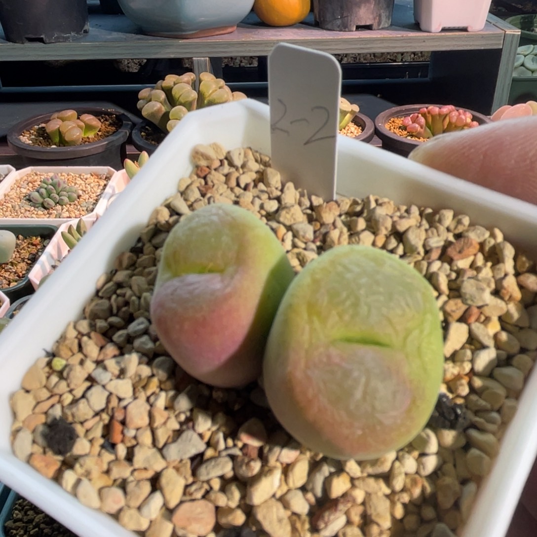 粉翠光双头植物一物一拍