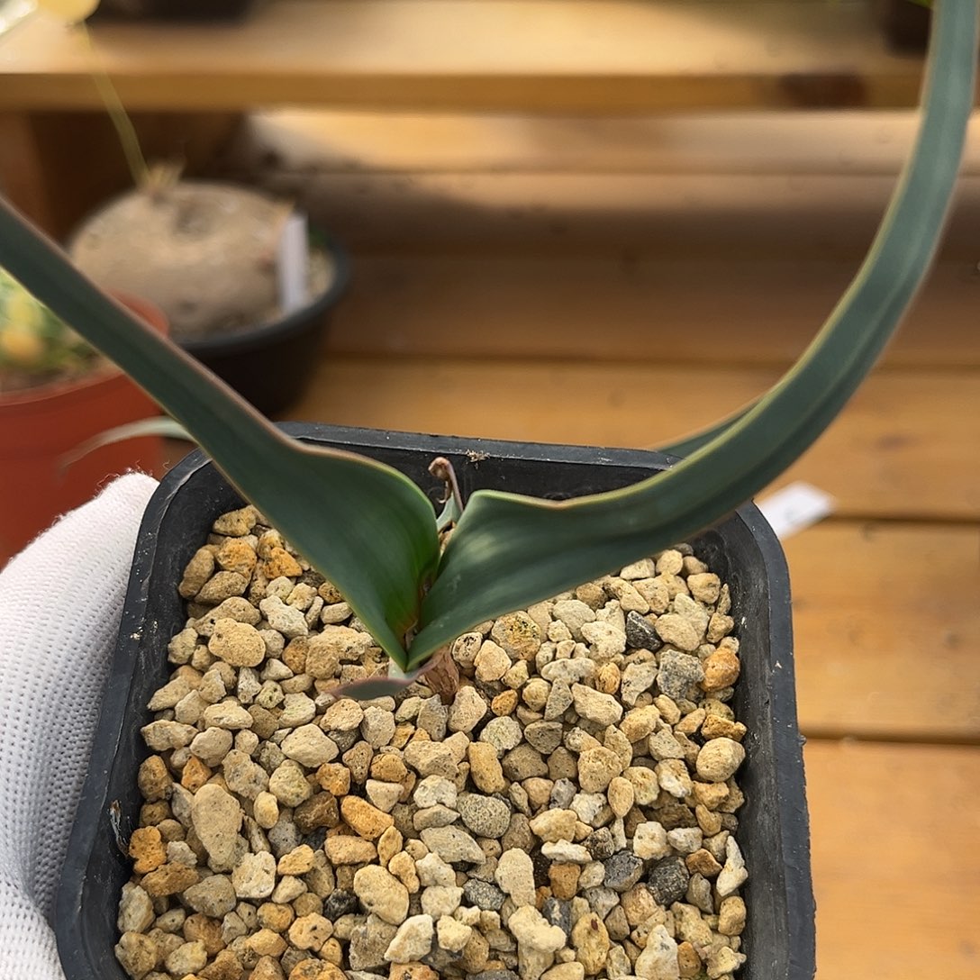 汤圆植物9百岁兰红边