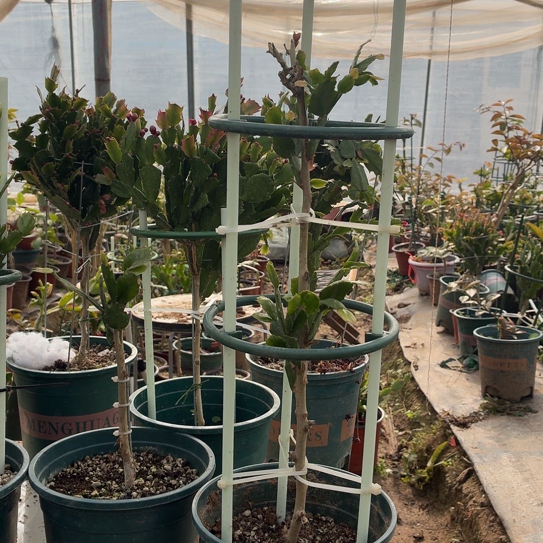 无花朵孙云花友叶仙嫁接028两层