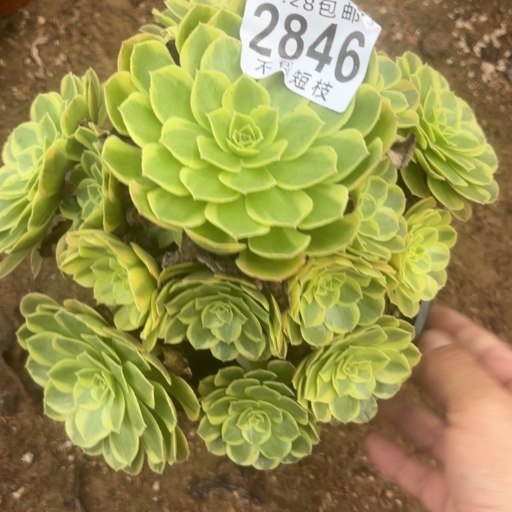 奶白多肉植物法师2846