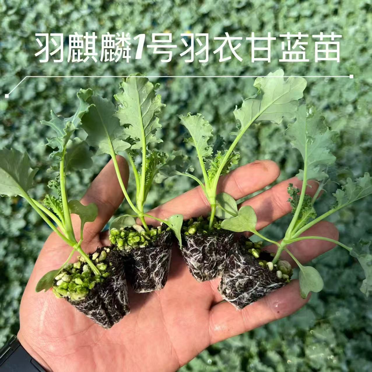 [进口家庭菜园版]羽麒麟1号羽衣甘蓝苗 鲜食版阳台小院盆栽地栽