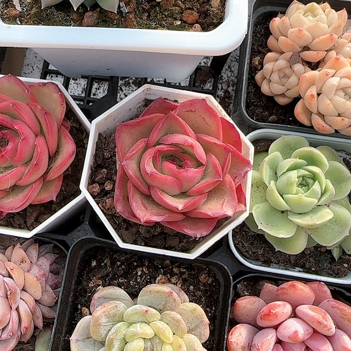 存*姐青蛙王子儿童牙膏111