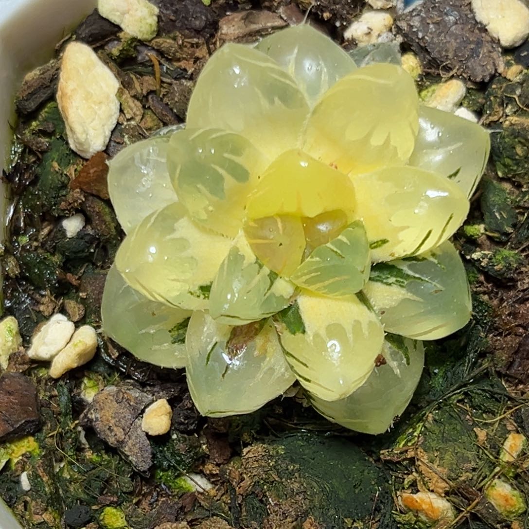 恭喜发财大吉大利542