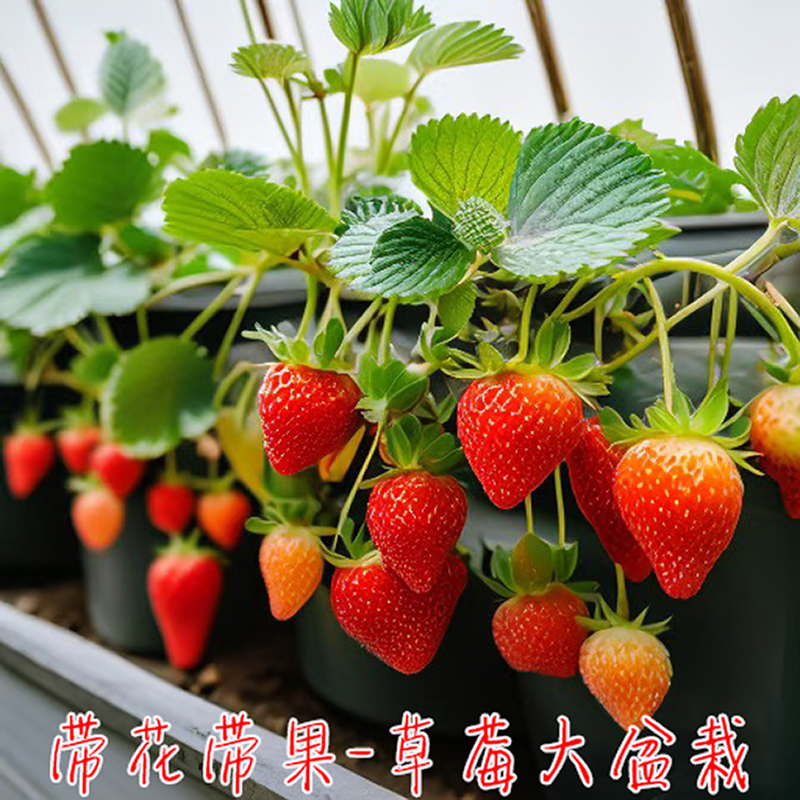 【带花带果-草莓大盆栽】-云南纯甜大盆草莓盆栽带土带盆发货