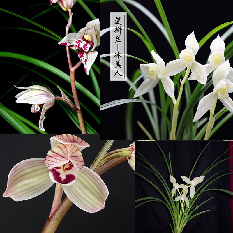 兰花直播间（一物一拍）