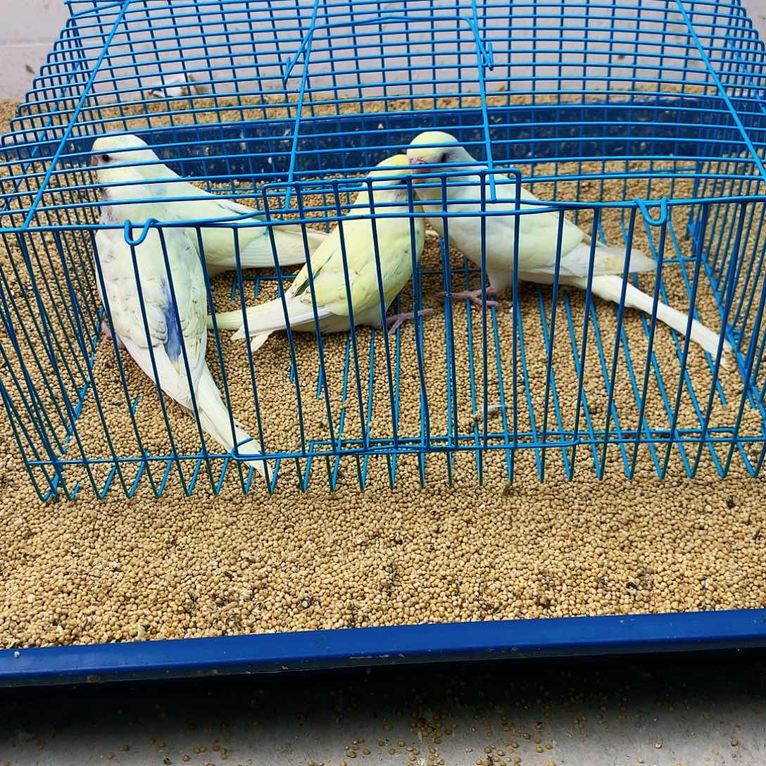 J***a虎皮鹦鹉牡丹一如