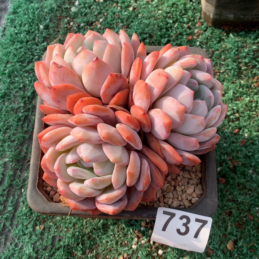 737橙子多肉植物