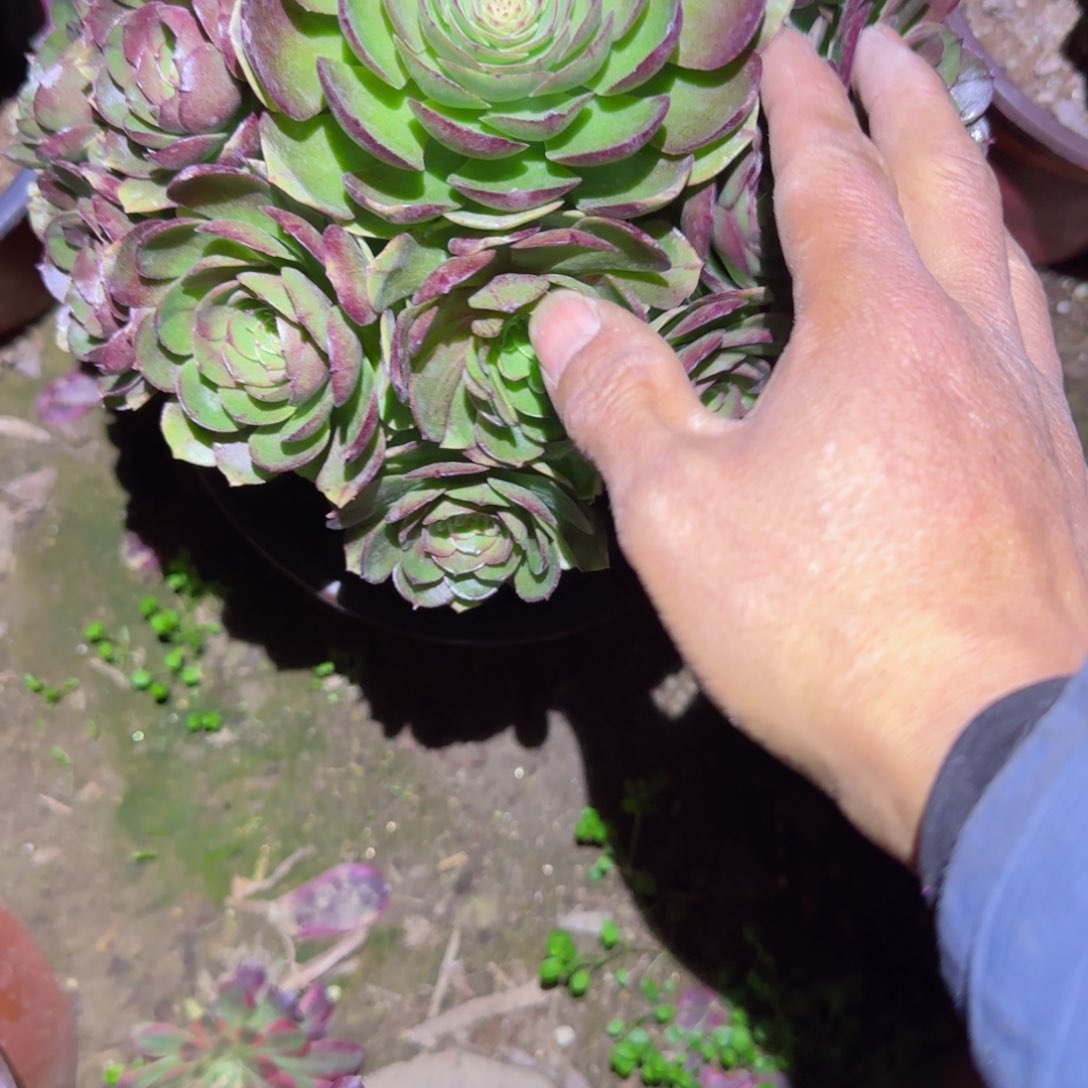 黑魔法师多肉966